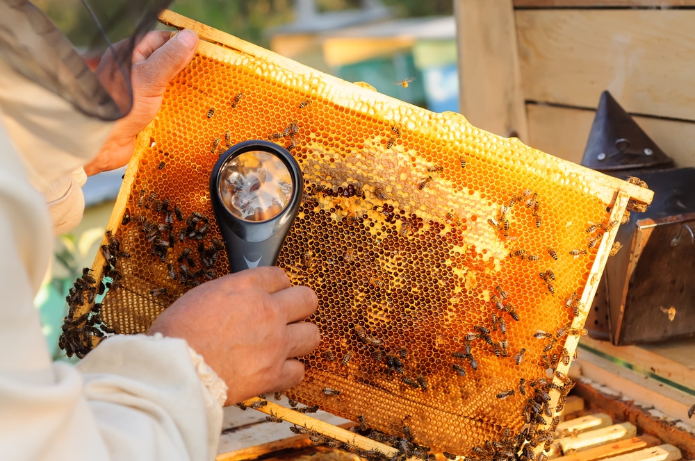 Bee keeper