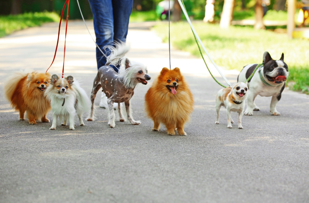 Lots of dogs walking on leads