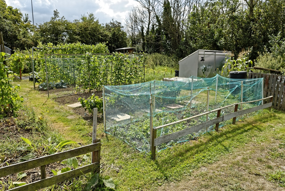 Garden Allotments