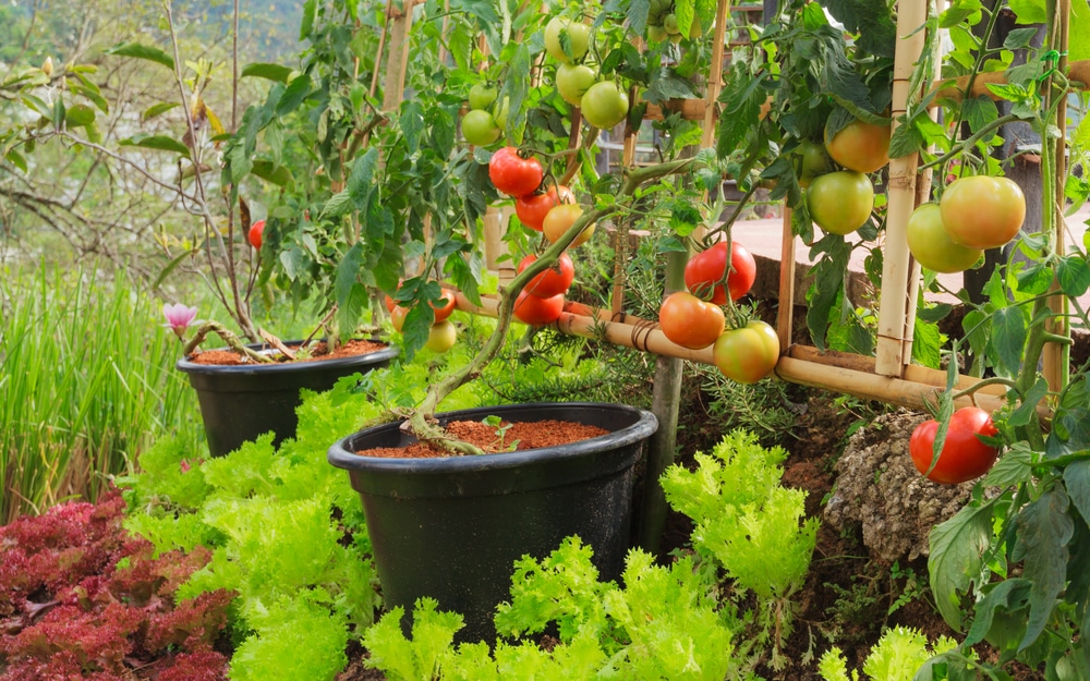 Vegetable garden