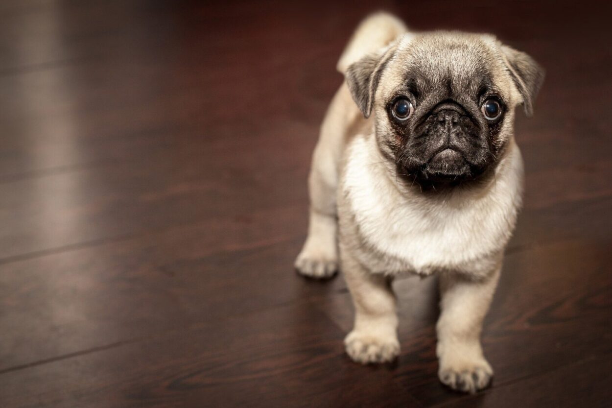 Cute little pug