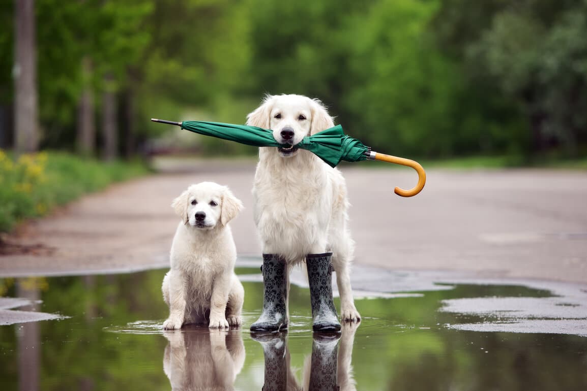 Share dog walks with a friend to reduce pet expenses