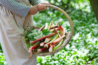 plants to forage